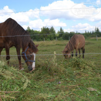 фото из отзыва ID 1852300