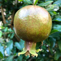 фото из отзыва ID 1852301