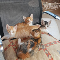 фото из отзыва ID 1854601