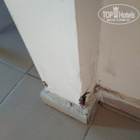 фото из отзыва ID 1855206