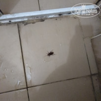 фото из отзыва ID 1855206