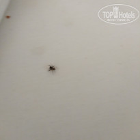 фото из отзыва ID 1855206