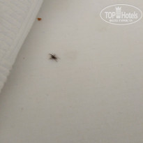 фото из отзыва ID 1855206