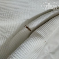 фото из отзыва ID 1855206