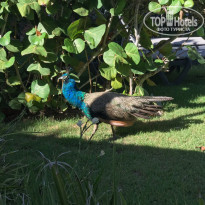 фото из отзыва ID 1855451