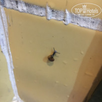 фото из отзыва ID 1856733