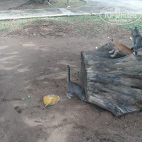 фото из отзыва ID 1857455