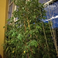 фото из отзыва ID 1857841