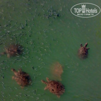 фото из отзыва ID 1857846