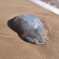 фото из отзыва ID 1858003