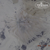 фото из отзыва ID 1858312