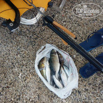 фото из отзыва ID 1860484