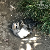 фото из отзыва ID 1862553