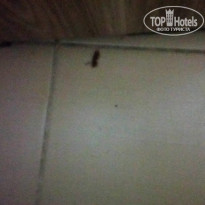 фото из отзыва ID 1865296