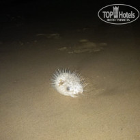 фото из отзыва ID 1865712