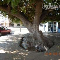 фото из отзыва ID 1866067