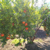 фото из отзыва ID 1867365