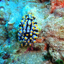 фото из отзыва ID 1867882