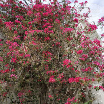 фото из отзыва ID 1866658