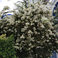 фото из отзыва ID 1866658