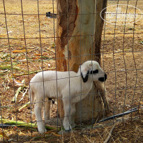 фото из отзыва ID 1867018