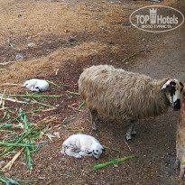 фото из отзыва ID 1867018