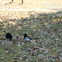 фото из отзыва ID 1869279