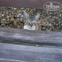 фото из отзыва ID 1869414