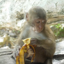 фото из отзыва ID 187588