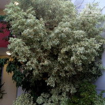 фото из отзыва ID 1870092