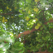 фото из отзыва ID 1871951