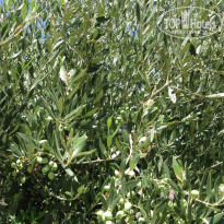 фото из отзыва ID 1872329