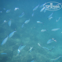 фото из отзыва ID 1872386