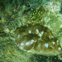 фото из отзыва ID 1872386