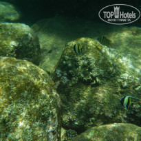 фото из отзыва ID 1872386