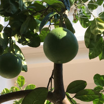 фото из отзыва ID 1873636