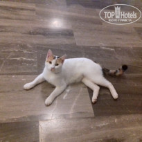 фото из отзыва ID 1870073