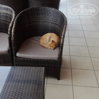 фото из отзыва ID 1870073