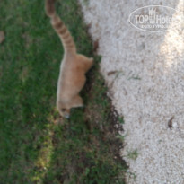 фото из отзыва ID 1877910