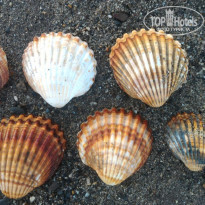 фото из отзыва ID 1878225