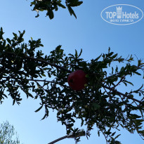 фото из отзыва ID 1878720