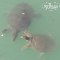 фото из отзыва ID 1879722