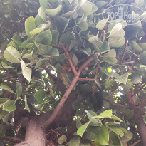 фото из отзыва ID 1880478