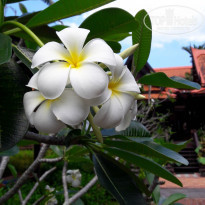 фото из отзыва ID 1881475