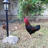 фото из отзыва ID 1881968