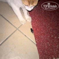 фото из отзыва ID 1882334