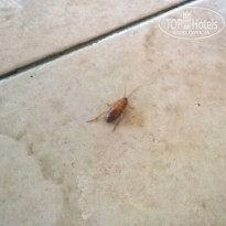 фото из отзыва ID 1882334