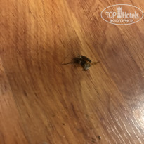 фото из отзыва ID 1882789