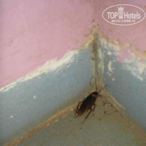 фото из отзыва ID 1884450