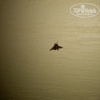 фото из отзыва ID 1885709